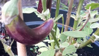 Fresh eggplant