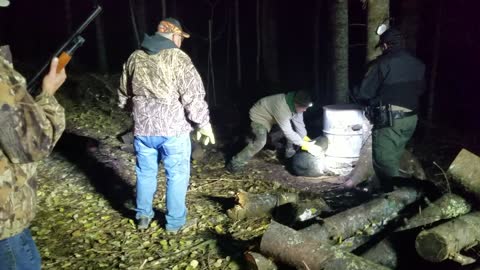 Bear Cub's Head Freed After Two Days in Barrel