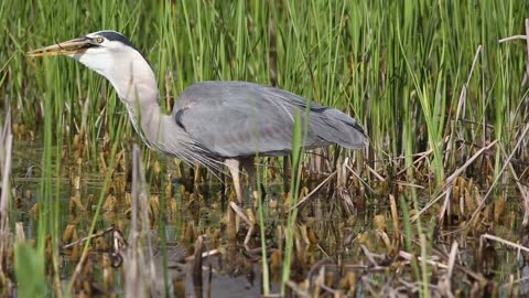 Great Blue Heron Swallows Baby Alligator