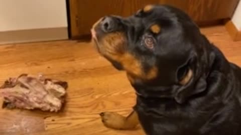 Rottweiler gets scolded for stealing the whole turkeyys
