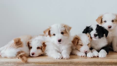 Cut puppies, cute puppy