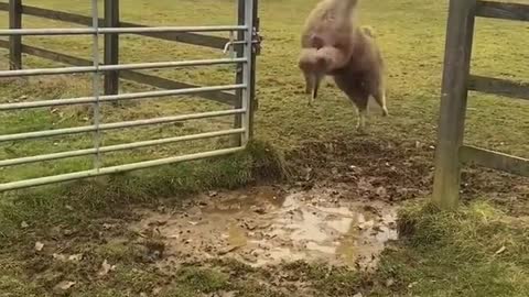 Llamas jumping over mud (the last jump...🤣)