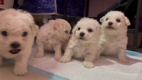 Four cute puppies do you want