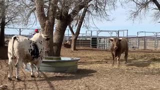 Don't Turn Your Back on a Bull