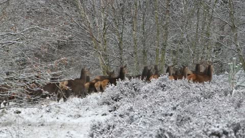 Watch the beautiful race of some small deer