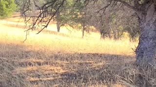 Donkey Joins A Herd Of Elk