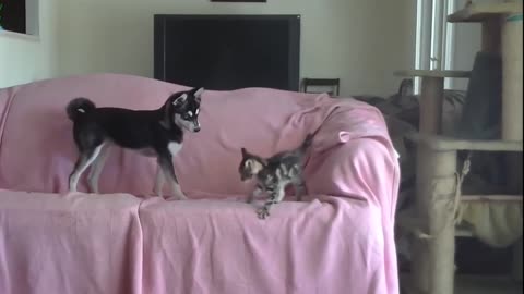 Puppy and kitten have been best friends