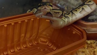 Ball python eating