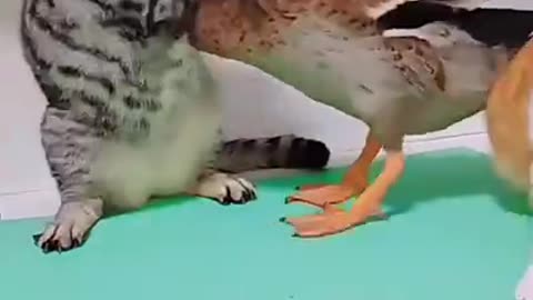 Fighting on Cat and Duck So really funny, Don't Miss