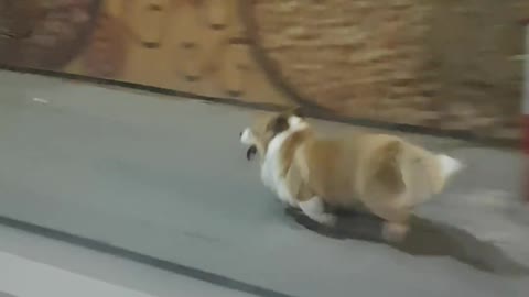 My dog ​​runs gymnastics
