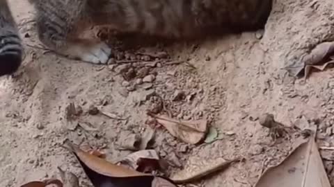 Cat [Kitty] Catching Snake [funny]