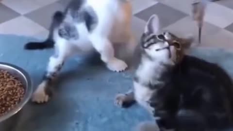 Animals / dog & cat funny / #Short Video | Animal Lover