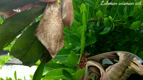 Giant butterfly cocoon or elephant butterfly that is already rare 1