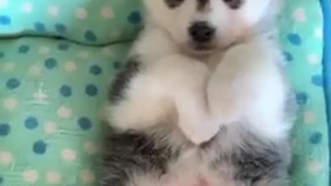 Cutest Puppies In The World - Amazing Puppies