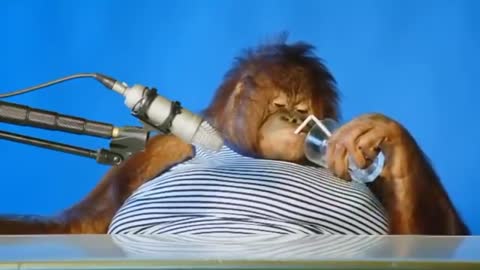 orangutan asmr