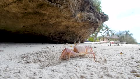 Beach crabs are so clever