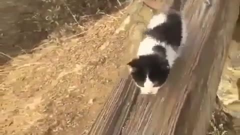 Adventurous cat