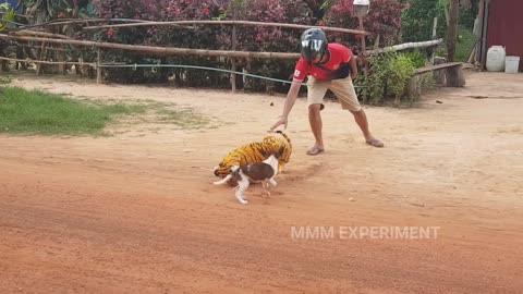 Extremely funny animals - Fake tigers dog prank