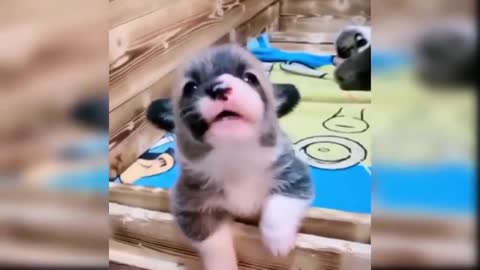Funny dog and cute puppies