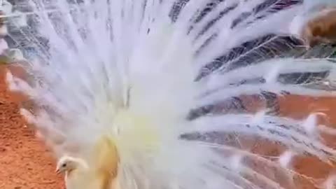 Beautiful White Peacock Nice video