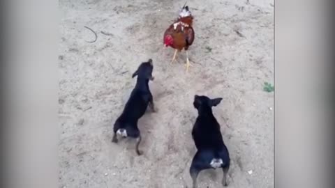 dog war chicken