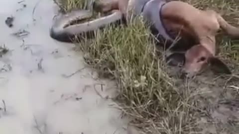 anaconda snake trying to eat a calf