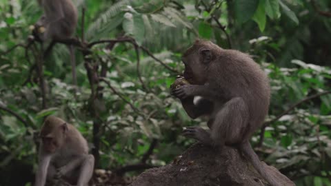 Funny video of monkey eating fruit. strange animals |