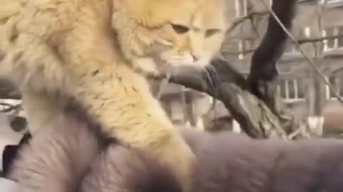 Funny cat _amazing video for cats don't try to stop laughing