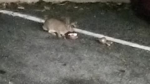 Rabbit Devours Apple Like a Boss