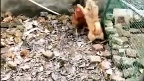 Chicken Vs Dog Fight - You will be Amazed who wins