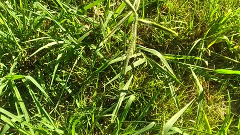 The Appearance Of Dallisgrass?