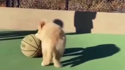 Small Doge With Foot Ball, He Win Next World Foot Ball World Cup