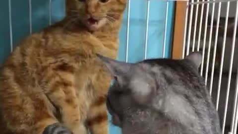 Cat is suprised by another cat