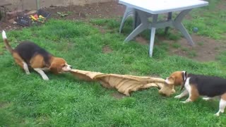 Pair of Beagles play Tug-of-War