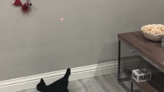 Two small black kittens trying to catch laser on wall