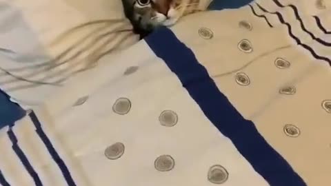 cat sleeping on bed