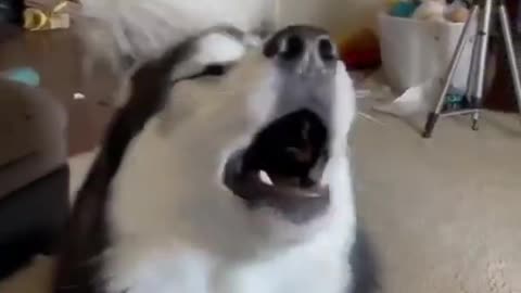 Husky talking or singing? funny animals videos
