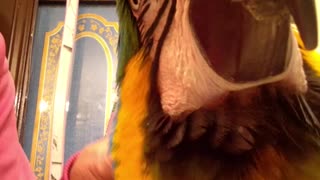 Parrot experiences ASMR tingles during massage