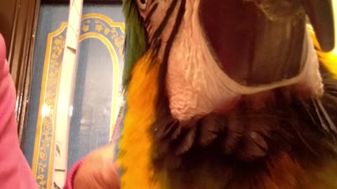 Parrot experiences ASMR tingles during massage