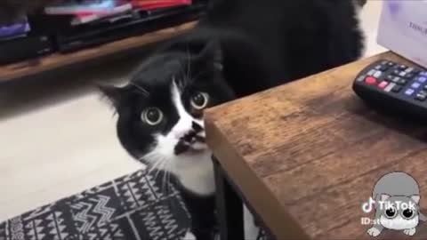 cats talking reactions