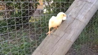 Parkour Chicks