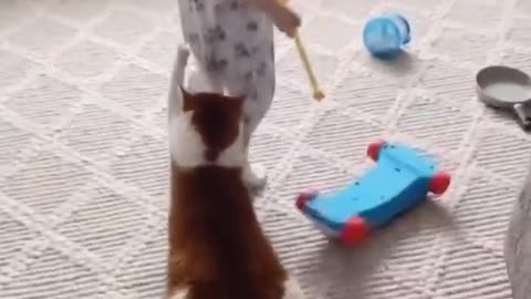 Funny cat video 😺you will laugh so hard