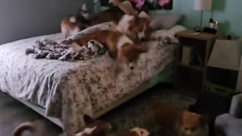 The great corgi orgy 😊😊