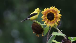 American Goldfinches On Sunflower at Venus Ranch in Venus Florida For Winter.