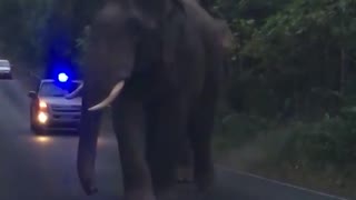 Elephants Teasing Each Other While Walking Down Road