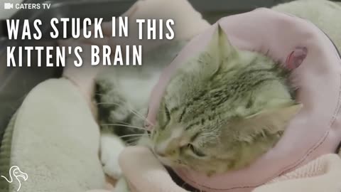Kitten Found With Dart In The Head Makes Incredible Recovery