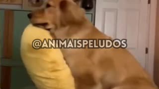 🥰animais felizes ao ver seu dono😂animals happy to see their owner🐕