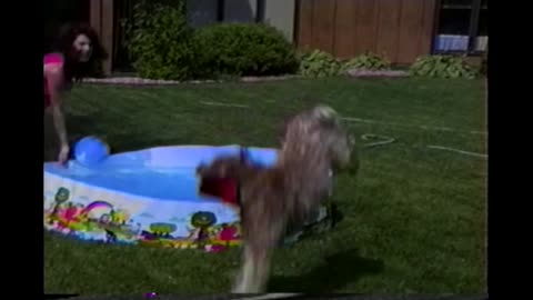 Athletic Dog Pulls Off Crazy Backflips When Splashed With Water