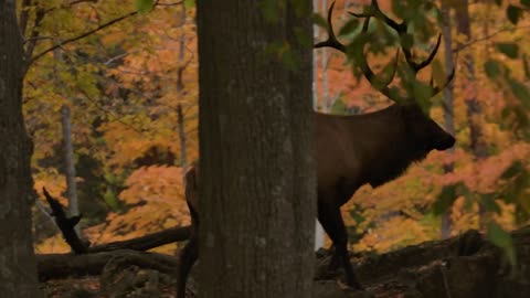 Canadian Elk Walking Through Colourful Forest During Autumn Hunting Season
