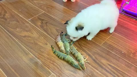 Puppies and kittens Vs Shrimps